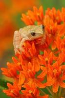 spring peeper on orange mlkweed photo