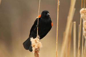 red winged blackbird on cattail photo