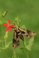 Pandora esfinge polilla foto