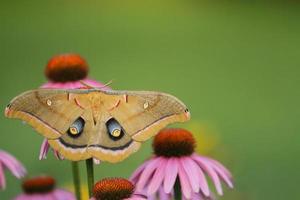 polyphemus moth on coneflowers photo