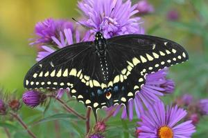 negro cola de golondrina mariposa en nuevo Inglaterra aster foto