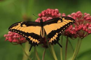 astylus swallowtail butterfly photo