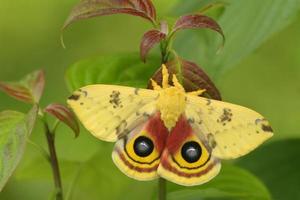 male io moth on dogwood photo