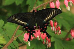 chinese peacock swallowtail butterfly photo