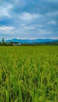 Landscape of wheat field farm field and blue sky. photo