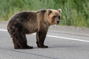 Wild terrible brown bear standing on asphalt road photo