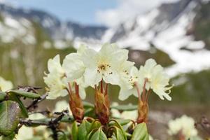 floración rododendro aureum en antecedentes de montañas foto