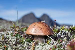 solitario seta en antecedentes de montañas foto