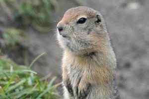 Arctic ground squirrel, carefully looking around so as not to fall into jaws of predatory beasts photo