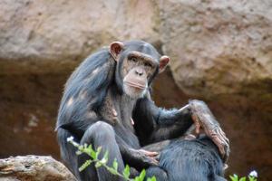 Chimpanzee at the zoo photo