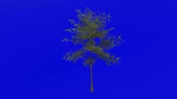 Tree animation loop - japanese maple, fullmoon maple, downy japanese maple - acer japonicum - green screen chroma key - v8 - 5a - summer spring video