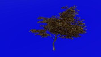 Tree animation loop - japanese maple, fullmoon maple, downy japanese maple - acer japonicum - green screen chroma key - v9 - 1d - autumn fall video