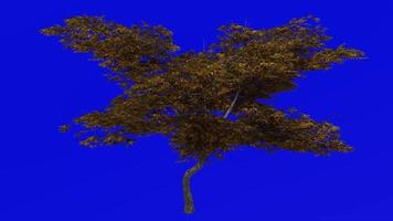 arbre animation boucle - Japonais érable, pleine lune érable, duveteux Japonais érable - Acer japonicum - vert écran chrominance clé - v9 - 2a - l'automne tomber video