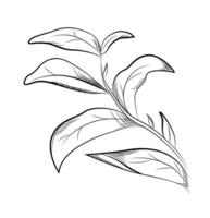 Tea leaves. Hand drawn vector illustration