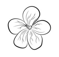 Geranium. Hand drawn vector illustration.