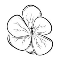 Geranium. Hand drawn vector illustration.