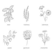 Set of plants for cosmetology. Hand drawn vector illustration.