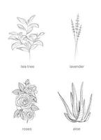 Set of plants for cosmetology. Hand drawn vector illustration.