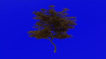 Tree animation loop - japanese maple, fullmoon maple, downy japanese maple - acer japonicum - green screen chroma key - v9 - 2c - autumn fall video