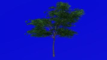 Tree animation loop - japanese maple, fullmoon maple, downy japanese maple - acer japonicum - green screen chroma key - v9 - 3a - summer spring video