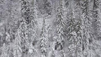 Flug Über schneebedeckt Berg Nadelbaum Wald. klar eisig Wetter video