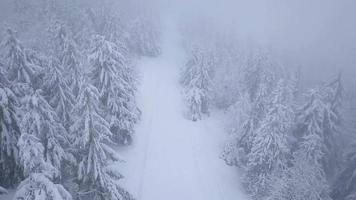 Flug Über Schneesturm im ein schneebedeckt Berg Nadelbaum Wald, unbequem unfreundlich Winter Wetter. video