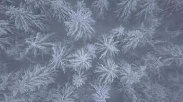 Flug Über Schneesturm im ein schneebedeckt Berg Nadelbaum Wald, unbequem unfreundlich Winter Wetter. video