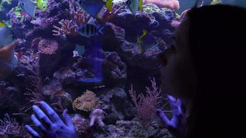 kvinna tittar på de fisk i de akvarium video