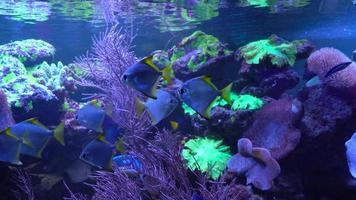 brilhante peixe nadar dentro a aquário video