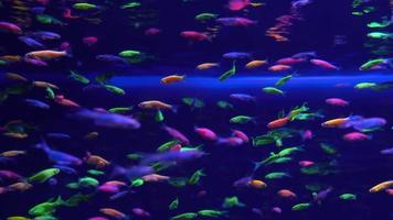 massor av små ljus neon fisk i de akvarium video