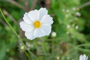 Little white flower with yellow pollen in garden photo