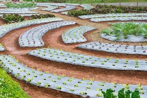 vegetables cultivation and plantation photo