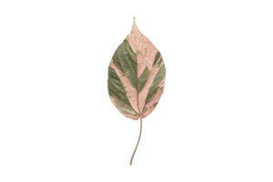 Beige dried leaf isolated on a transparent background png