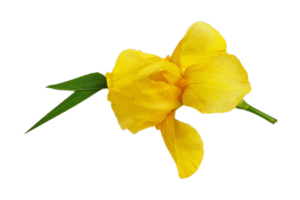 Gelb Blume isoliert auf ein transparent Hintergrund png