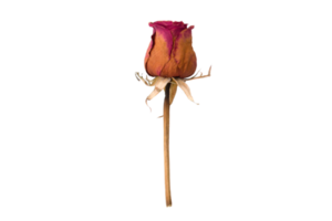 Red dried flower isolated on a transparent background png