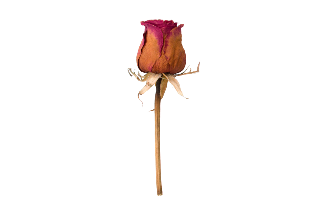 Dried Flowers PNGs for Free Download