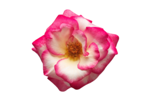 Red flower isolated on a transparent background png