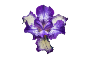 Purple flower isolated on a transparent background png