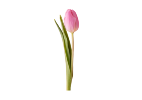 Rose flower plant isolated on a transparent background png