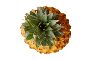 Pineapple fruit isolated on a transparent background png