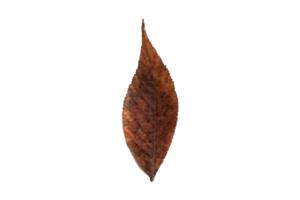 Brown dried leaf isolated on a transparent background png
