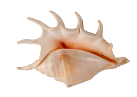 Seashell decoration isolated on a transparent background png