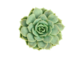 succulent plante isolé sur une transparent Contexte png