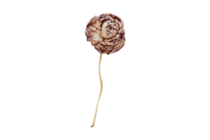 Dried flower isolated on a transparent background png