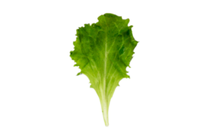 lechuga hoja aislado en un transparente antecedentes png