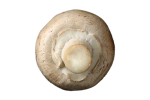 champignon isolé sur une transparent Contexte png