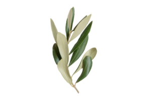 Green olive branch isolated on a transparent background png