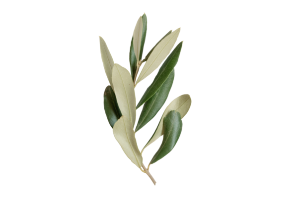 Olive Tree PNGs for Free Download