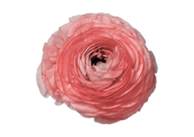 Rose isolated on a transparent background png