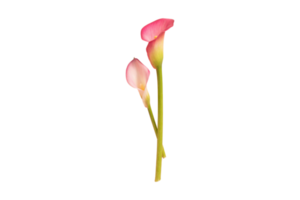Flowers isolated on a transparent background png